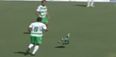 Video: Nothing to see here, just a turkey causing havoc at a Tunisian football match