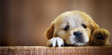 Pics: Japanese club release puppy-themed kits, what could possibly go wrong?