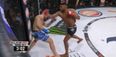 WATCH: Knockout artist Paul Daley scores another brutal walk off KO