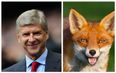 VIDEO: A fox on the pitch gatecrashes deadline day at the Emirates
